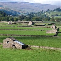 Barns and drystone walls on the Yorkshire Dales