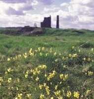 Magpie Mine, Derbyshire. Unimproved grassland can have high archaeological potential and should be protected.